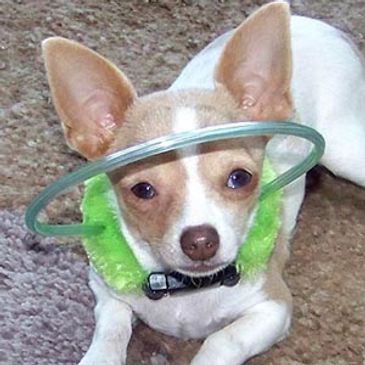 blind tiny chihuahua wearing Blind dog Bumper Collar