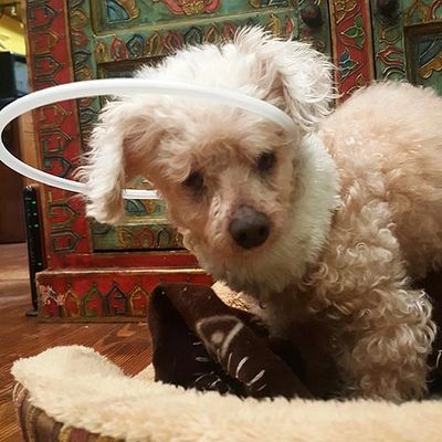 blind tiny poodle wearing Blind dog Bumper Collar