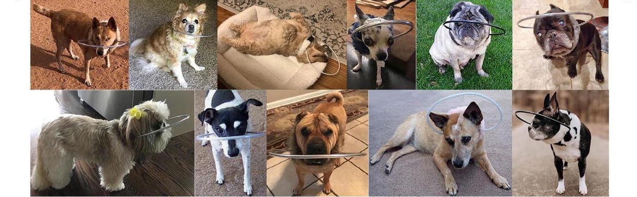 blind dog bumper collar blind pug halo blind boston terrier face hoop blind chihuahua face guard