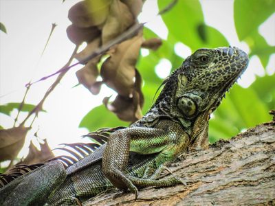 Photo of lizard