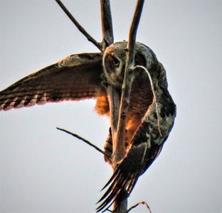Juvenile great horned owl taking first flight from nest.

Photo courtesy of Lisa Scott