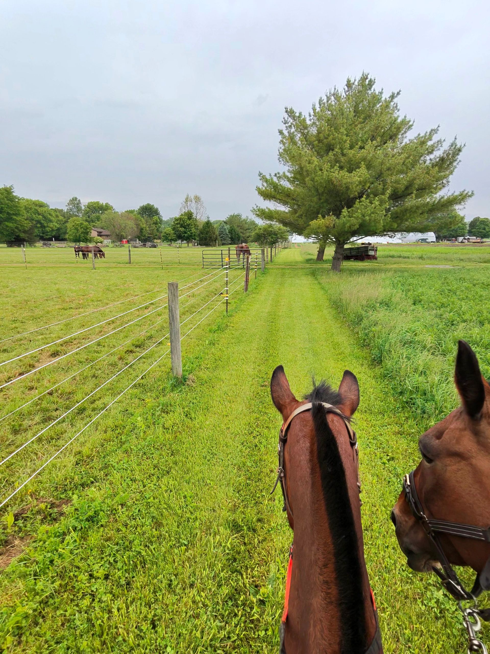 View from horseback on a lush farm path beside a fenced pasture with grazing horses.