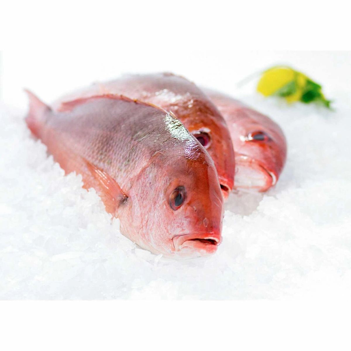 Whole Caribbean Red Snapper