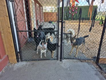 Four dogs behind a chain-link fence gate in a yard.
