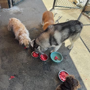 Four dogs enjoying watermelon slices from bowls outside on a sunny day.