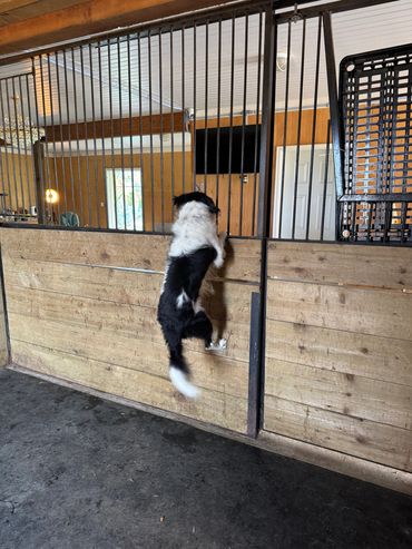 Black and white dog standing on a wooden platform looking through metal bars.