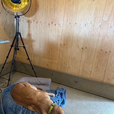 A brown dog resting on a cushion near a tripod and a floor lamp against a wooden wall.
