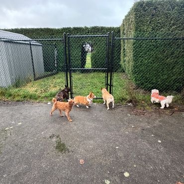 Five small dogs gathered near a fenced gate with a green hedge background.