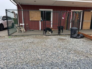 Three dogs behind a chain-link fence outside a red building with boarded windows.