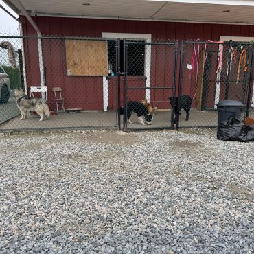 Three dogs in a fenced yard outside a red building with gravel ground.