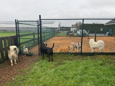 Several dogs interacting on both sides of a fenced area in a grassy yard.