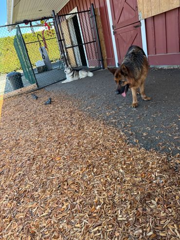 Two dogs outside near a fenced area with wood chips on the ground.