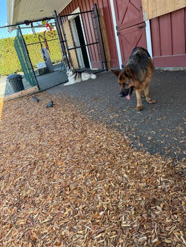 Two dogs outside near a fenced area with wood chips on the ground.