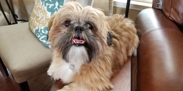 Adult female shih tzu dog