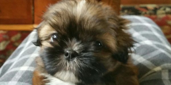 shih tzu puppy