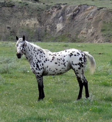 Appaloosa horse in ranch, Martinsdale, Montana, USA
