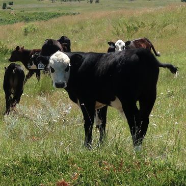 Our herd of Black Angus cattle covered by Hereford Bulls produces All Natural F