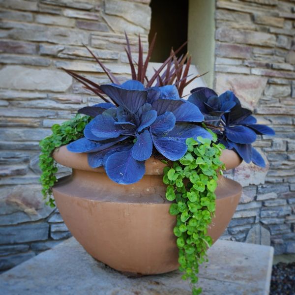blue and green plants