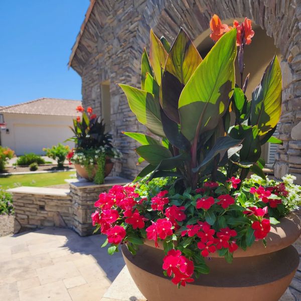 tropical plants
