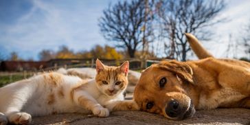 animals, animal law, abuse, neglect, shelter, humane, hurt, divorce, custody, will, trust
