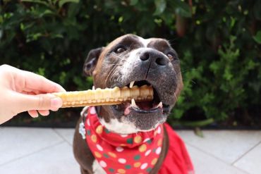 Belle with shark cartilage Christmas treats