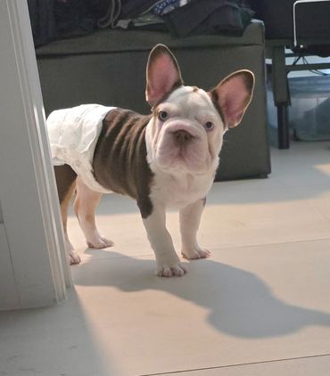 A small dog wearing a diaper stands on a tiled floor indoors.