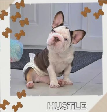 Adorable puppy wearing a diaper sits with a curious tilt, surrounded by playful bone illustrations.
