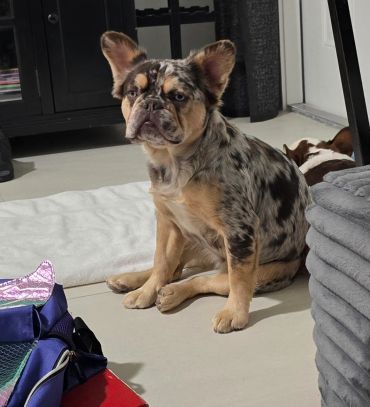 A unique merle-patterned dog sitting on the floor indoors.