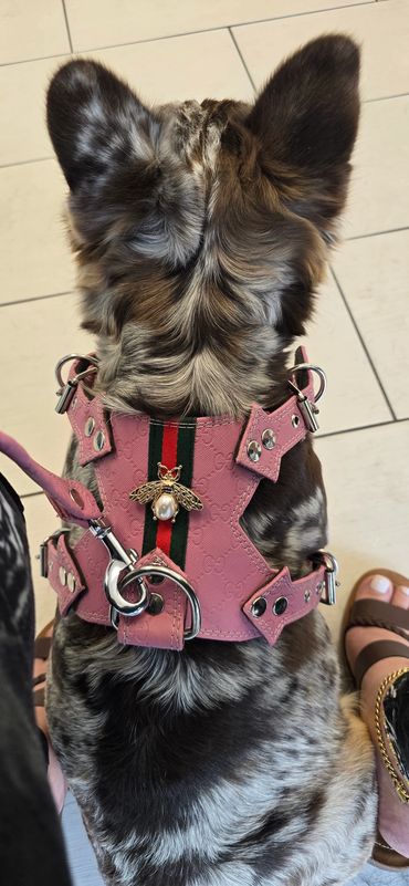 Dog wearing a pink Gucci harness with a decorative bee emblem.