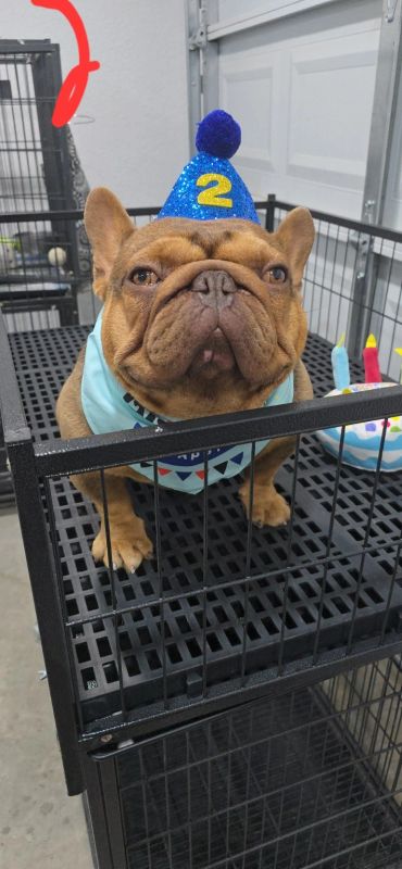 French bulldog wearing a blue birthday hat with a number 2, inside a black metal crate.
