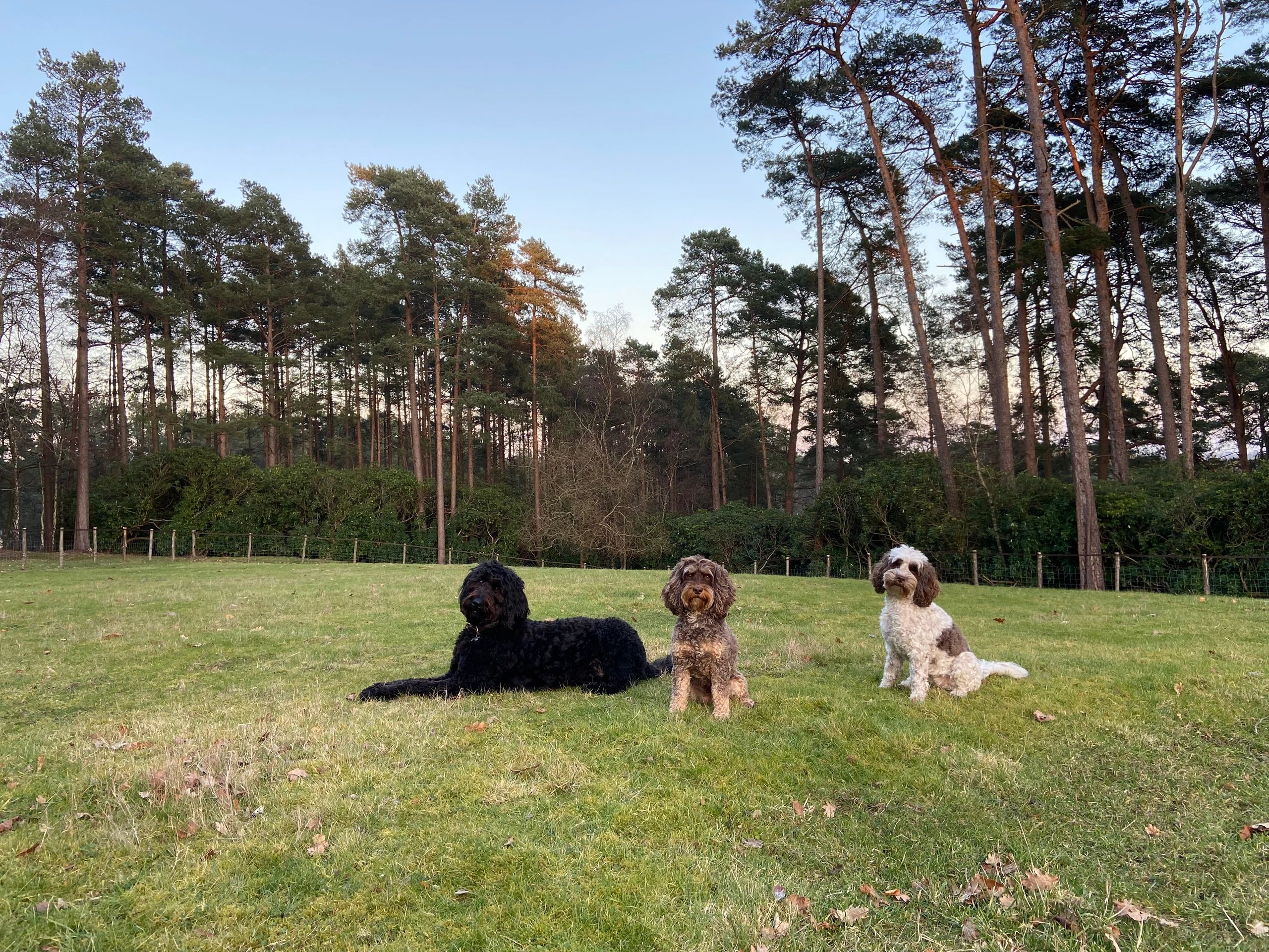 professional-dog-training-services-the-pawsitive-trainer