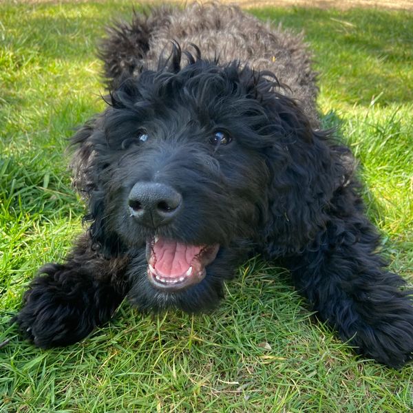 A black fluffy puppy, looking playful, facing the camera, laying on grass