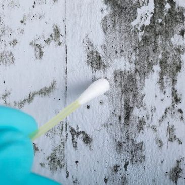 A gloved hand holding a cotton swab near mold on a white wall.