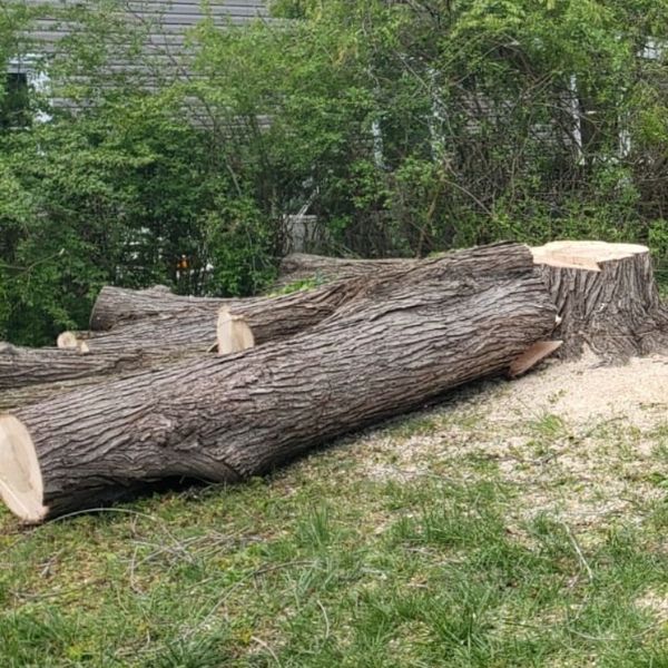 Large tree trunks freshly cut, on the ground.