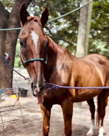 A brown horse sticking out its tongue while tied with a rope.