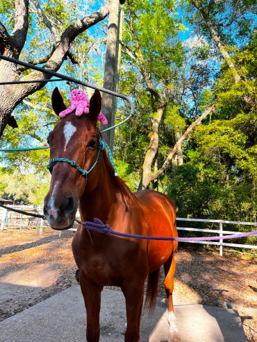 Brown horse with a pink octopus toy on its head outdoors.