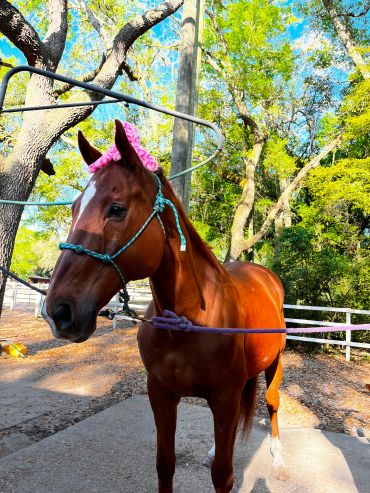 A brown horse wearing a pink flower crown in a sunny outdoor setting.