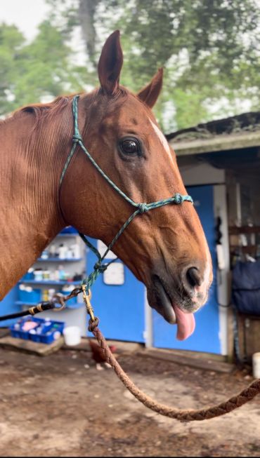 A brown horse with a halter sticking out its tongue.