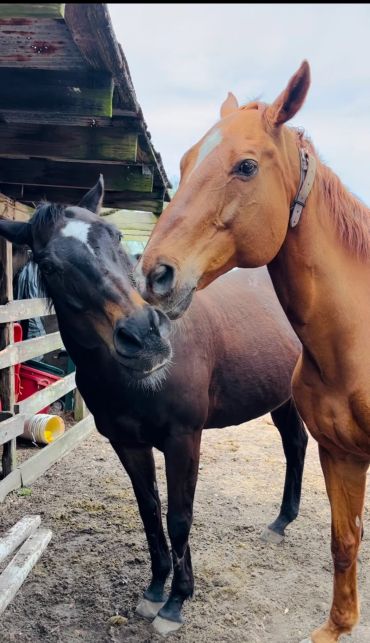 Two horses affectionately nuzzling each other in a stable.