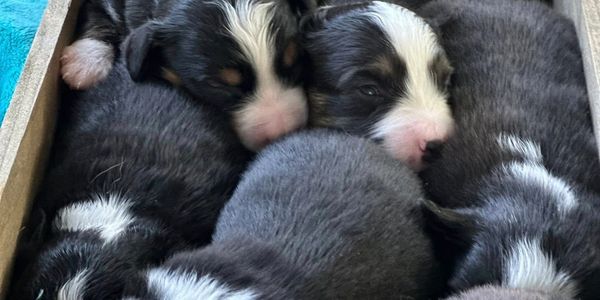 Miniature American Shepherd Puppies in box Owensboro Ky 