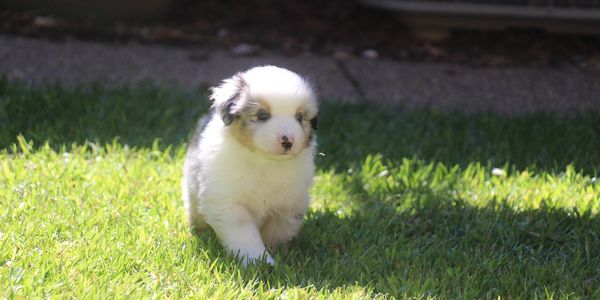 blue merle male Miniature American Shepherd Puppy on grass
