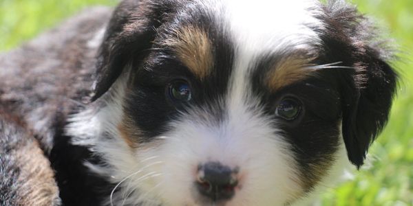 Mini Aussie puppy
