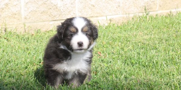 Black tri puppy on grass Miniature American Shepherd Puppy