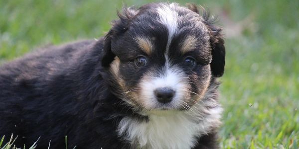 black tri female Miniature American Shepherd Puppy Owensboro KY