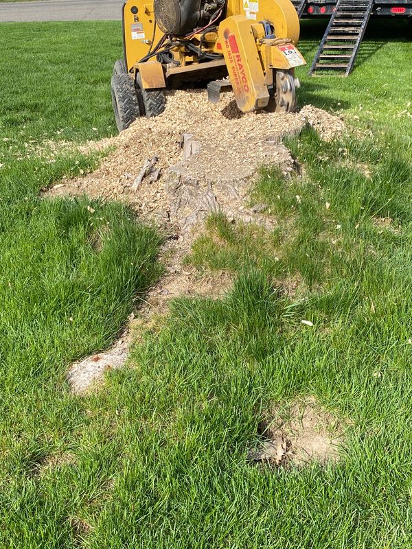 Stump Grinding in Mount Vernon, OH
