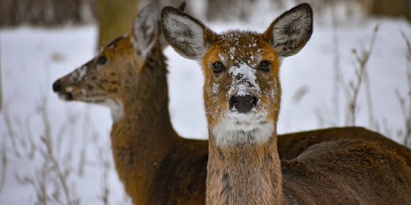 Closeup of two deer in snowy environment, one looking at the camera. Photo by Deep Shah