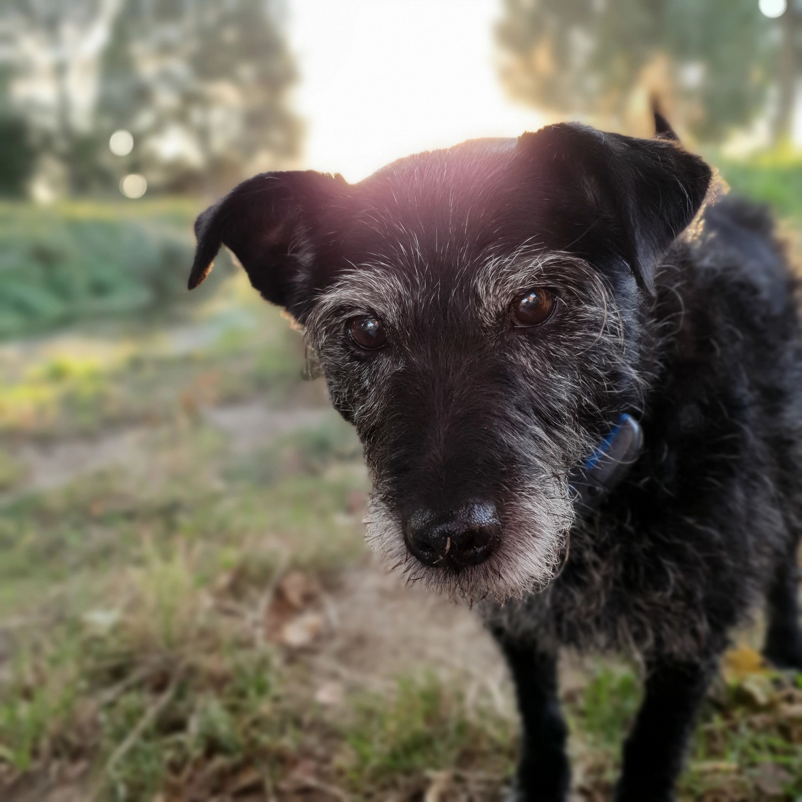 A black Patterdale terrier (Treacle) looking into the camera with a sunset glow behind her head