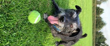 A black Patterdale terrier (Treacle) lying down with a tennis ball on a green playing field