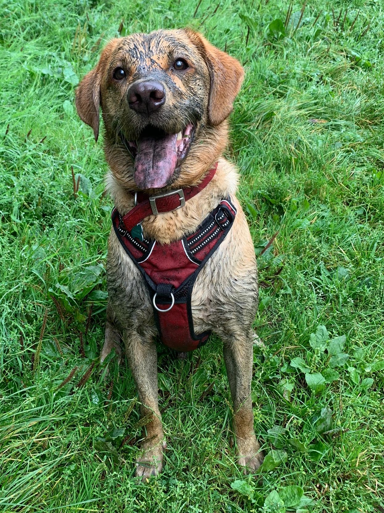 A muddy red fox labrador (Boot) covered in mud in the park