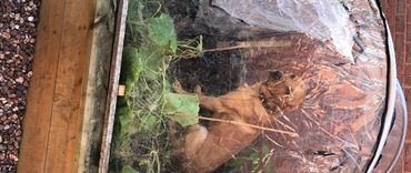A red fox labrador inside a mini poly tunnel on a raised vegetable bed